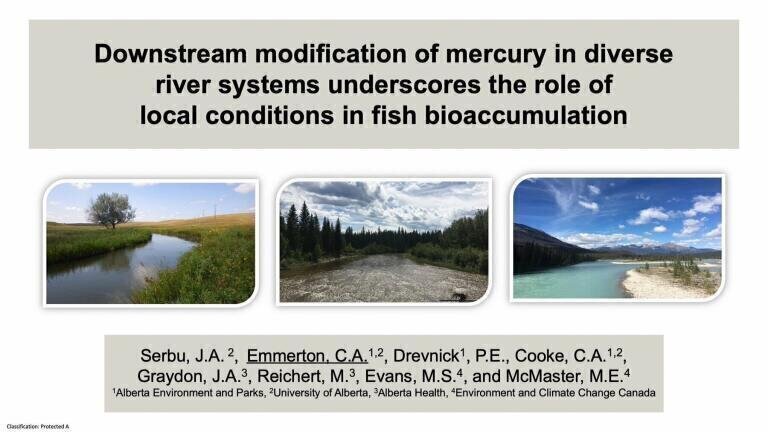 Downstream Modification of Mercury in Rivers Underscores the Role of Local Conditions in Fish Bioaccumulation